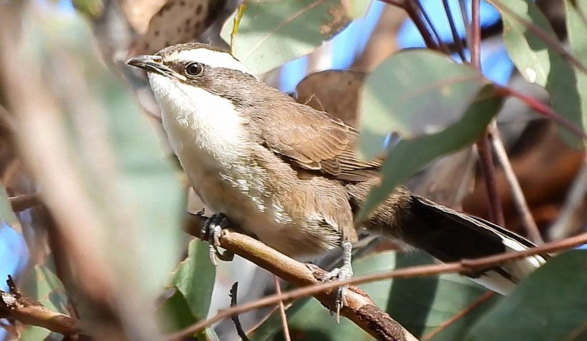 White-browed Babbler - ML620477922