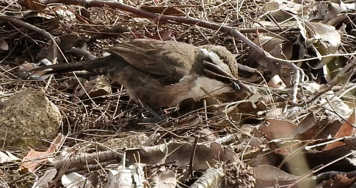 White-browed Babbler - Thalia and Darren Broughton