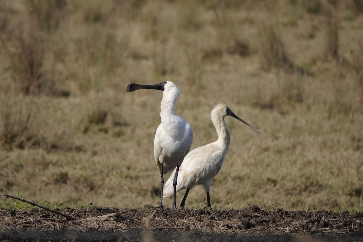 Espátula Real - ML620477931