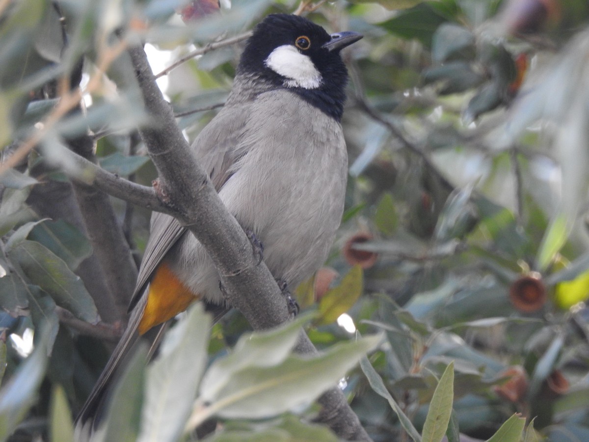 Bulbul Orejiblanco - ML620477933