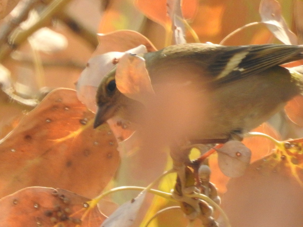 Common Chaffinch - ML620477940