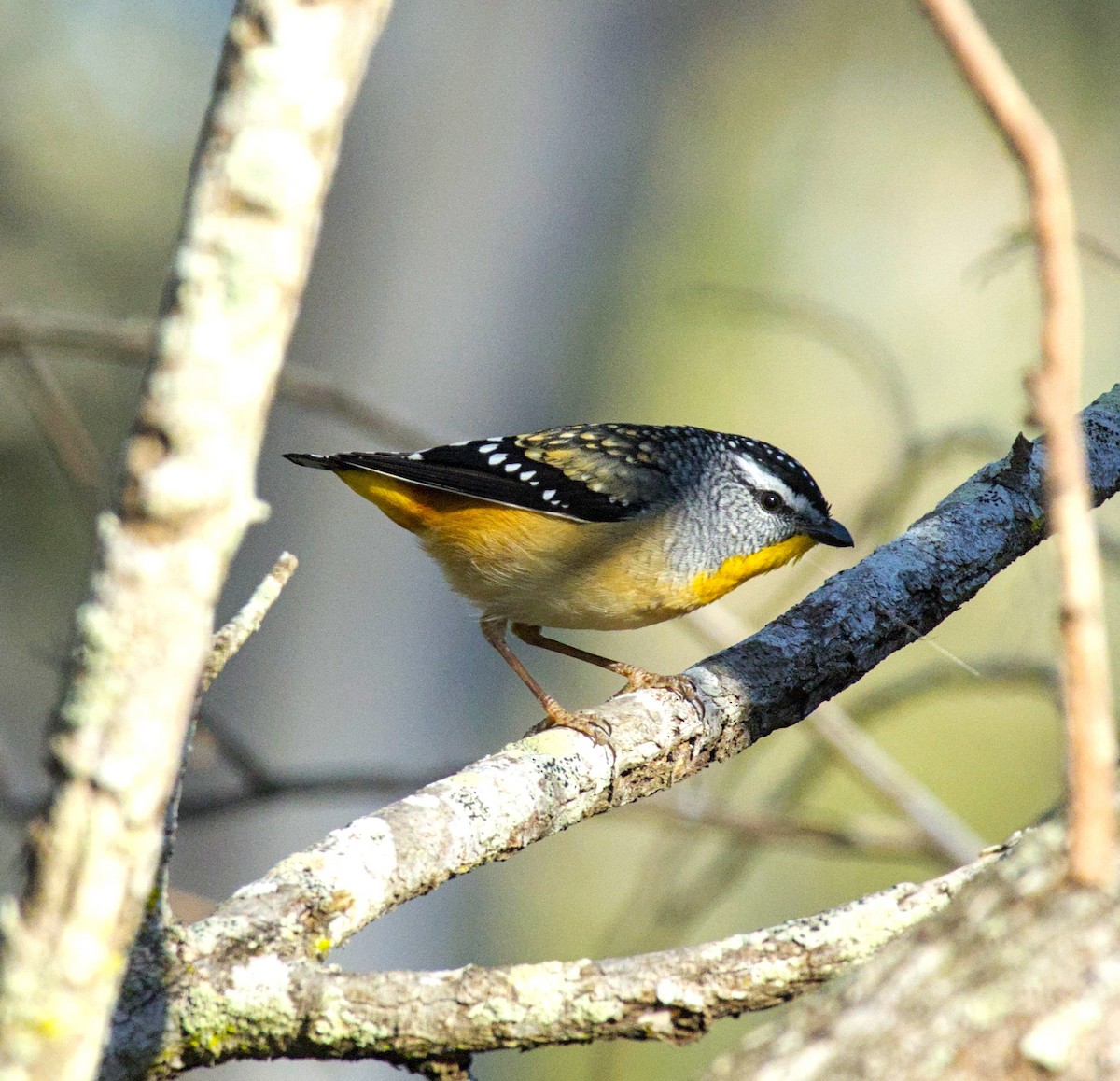 Pardalote Moteado - ML620477941