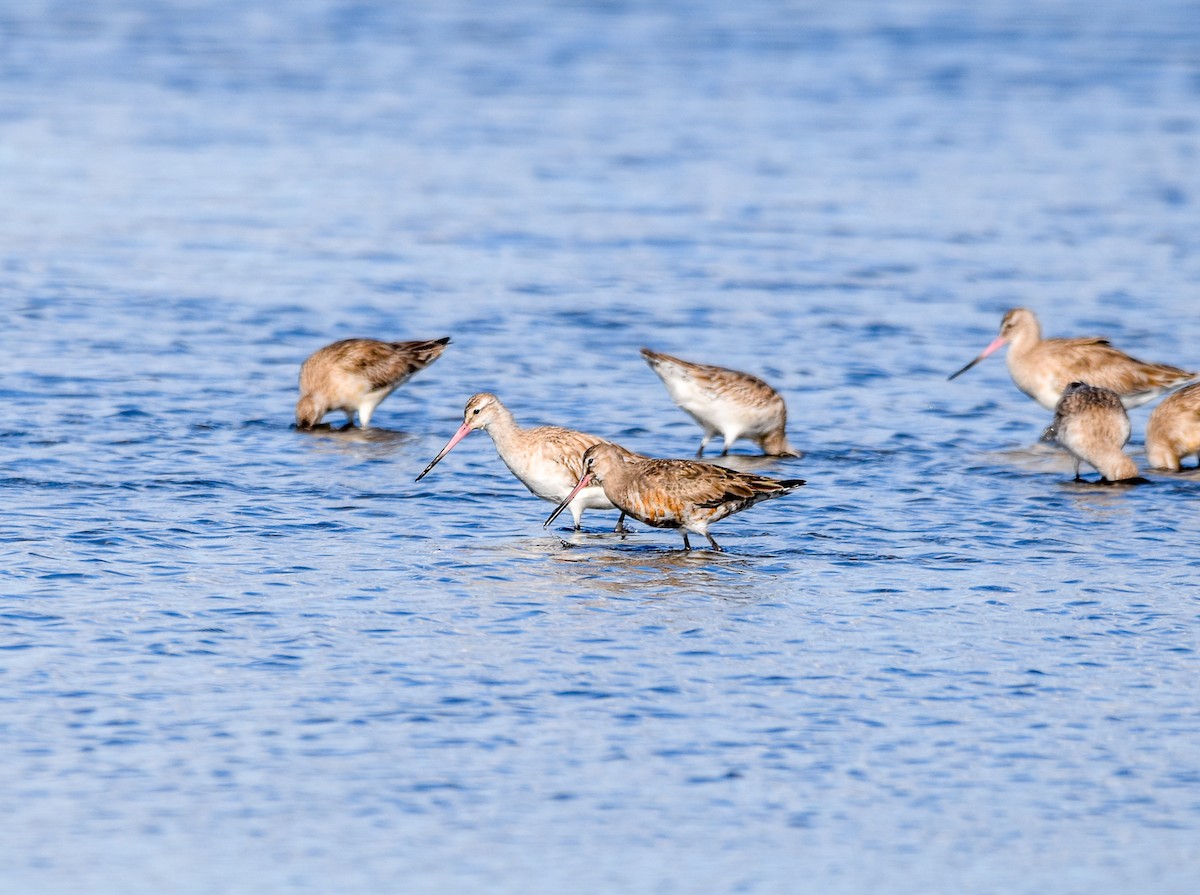 Hudsonian Godwit - ML620477946