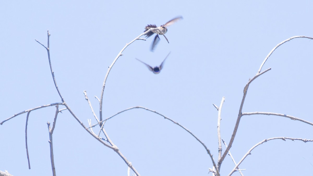 Colibrí Gorjinegro - ML620477947