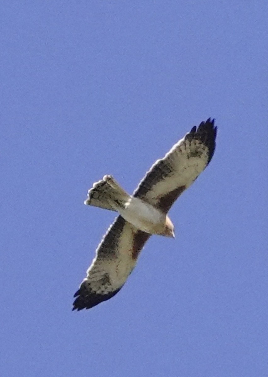 Águila Chica - ML620477954