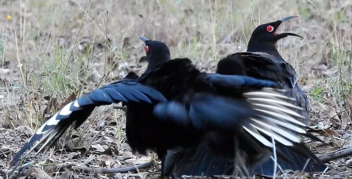 White-winged Chough - ML620477956