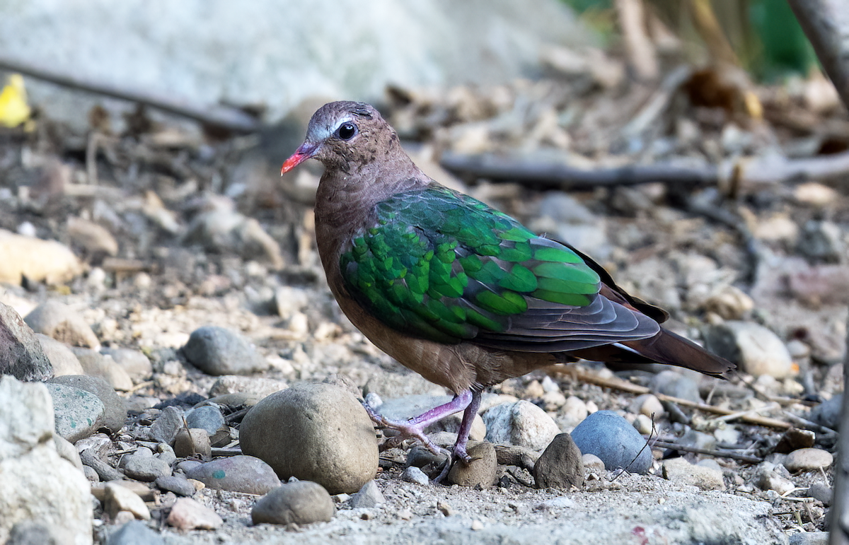 Asian Emerald Dove - ML620477958