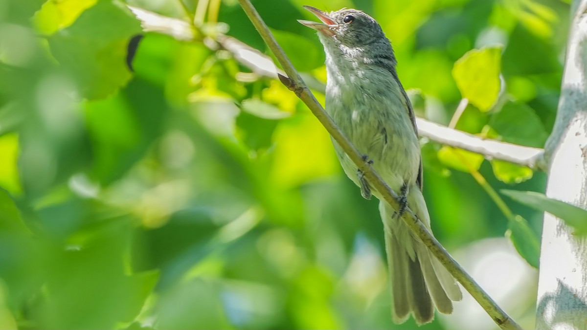 Bell's Vireo (Least) - ML620477970