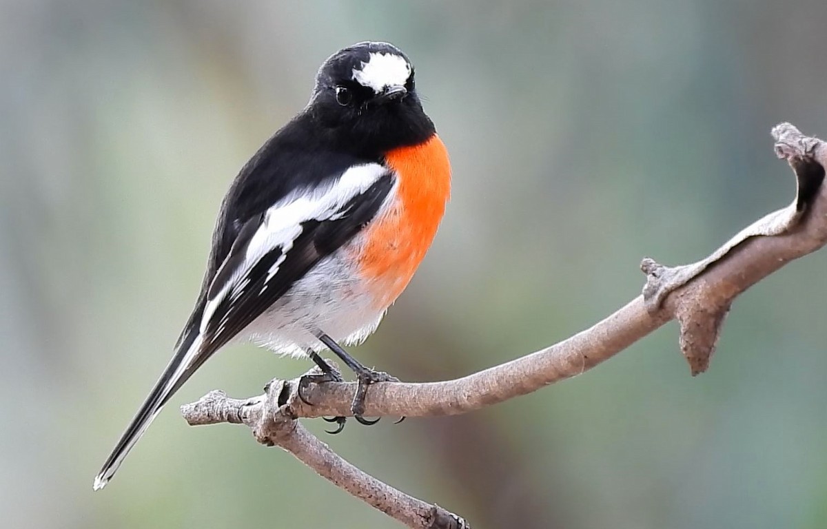 Scarlet Robin - ML620477971