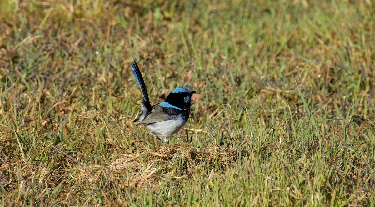 Superb Fairywren - Richard Symmonds