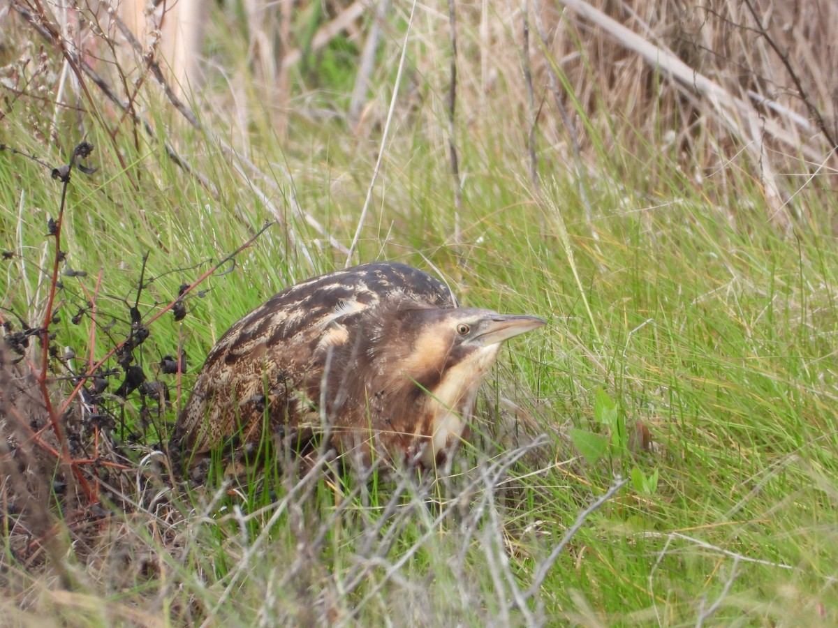 Australasian Bittern - troy and karyn zanker