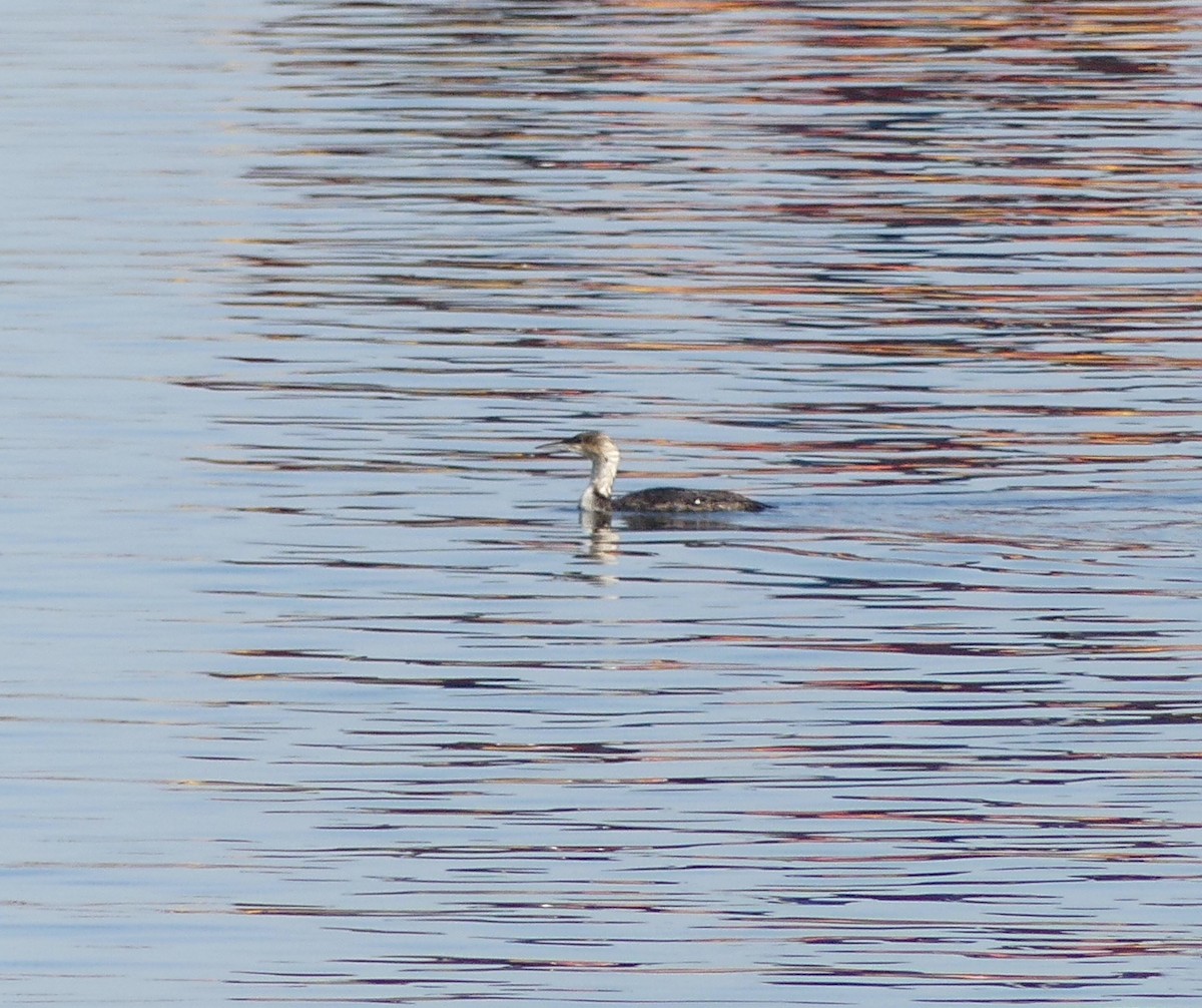 Pacific Loon - ML620477982