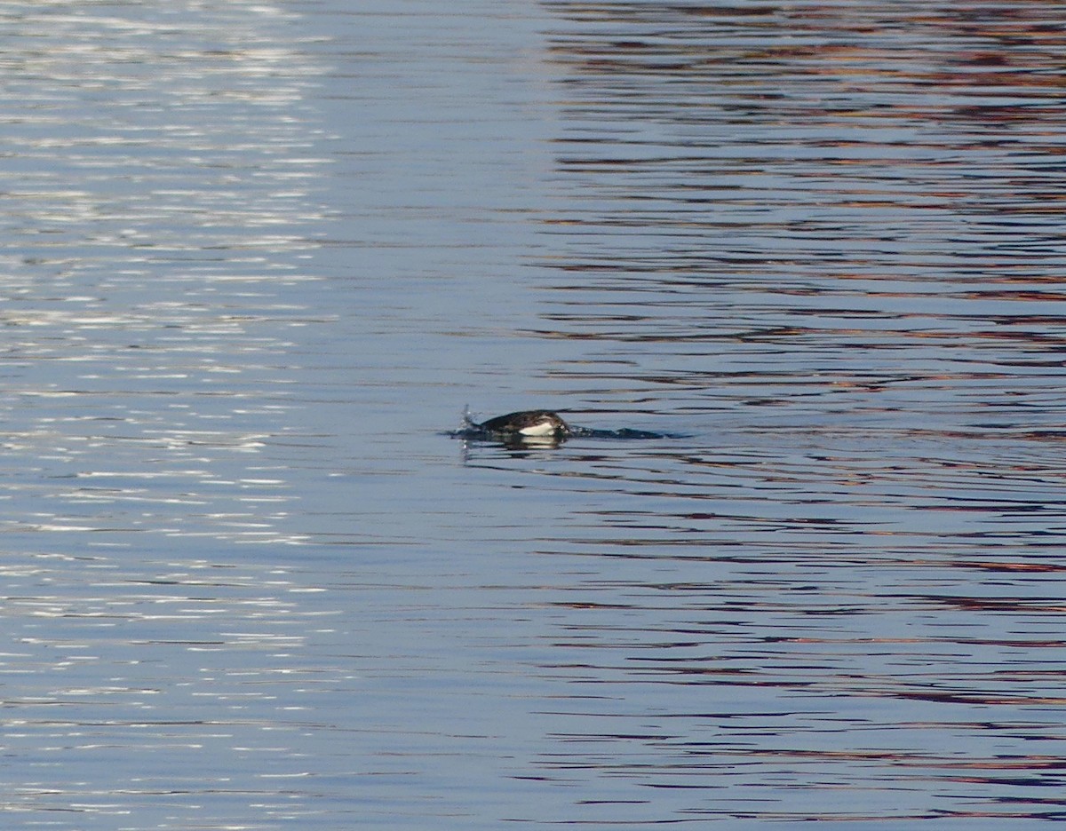 Pacific Loon - ML620477983