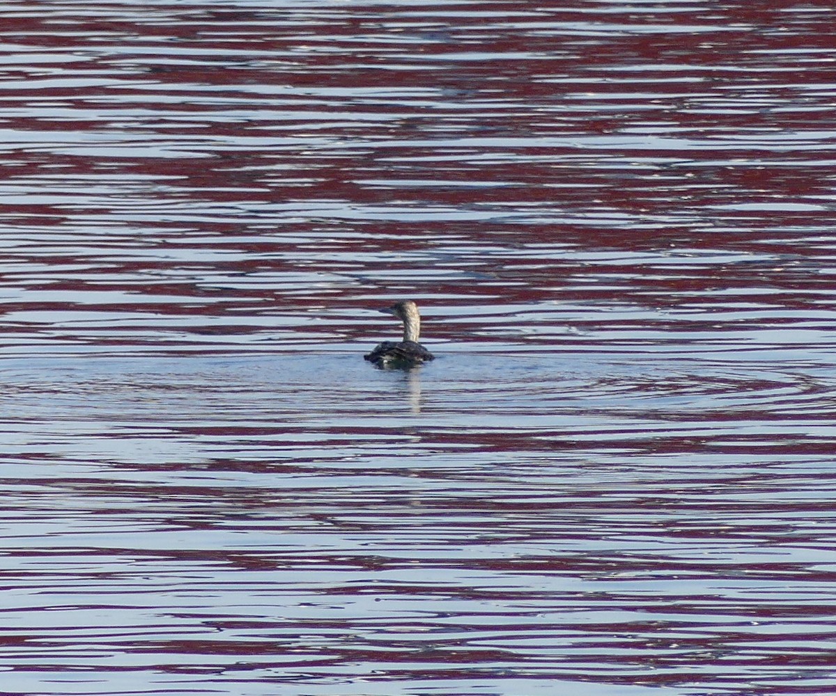 Pacific Loon - ML620477988