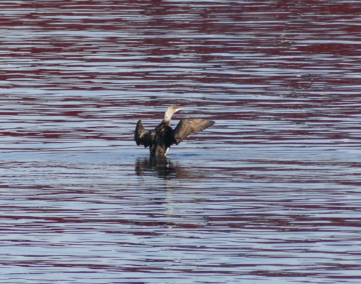 Pacific Loon - ML620477991