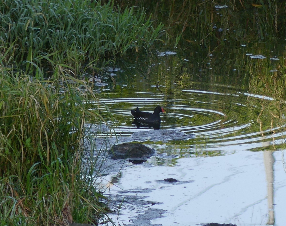 Eurasian Moorhen - ML620477993