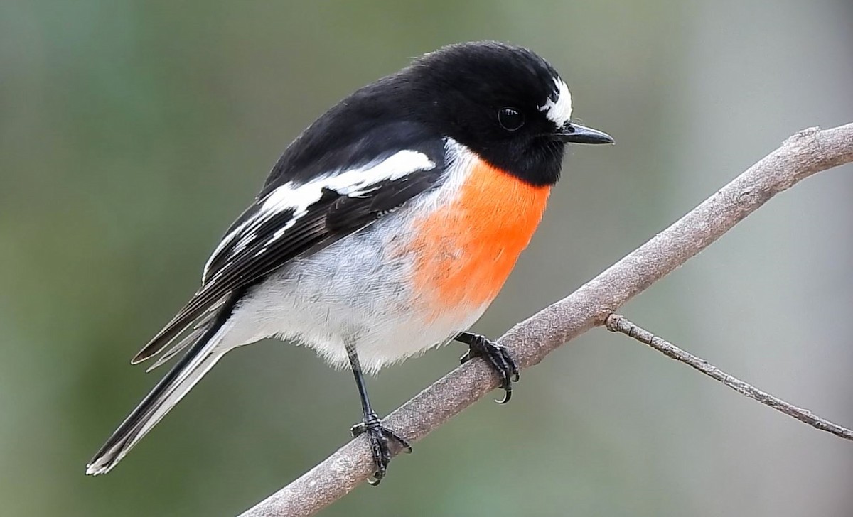 Scarlet Robin - ML620478001