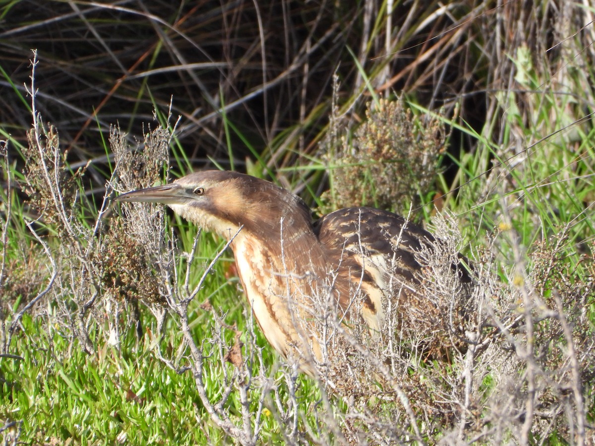 Australasian Bittern - ML620478004