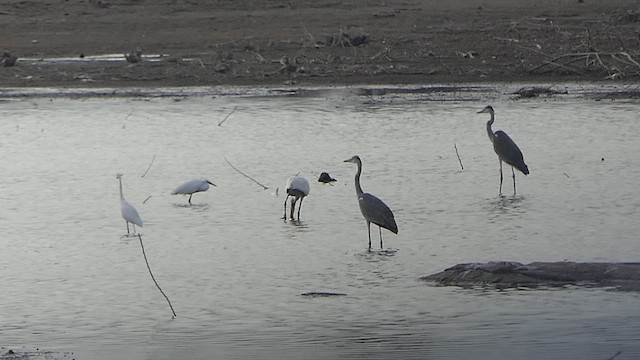 Eurasian Spoonbill - ML620478008