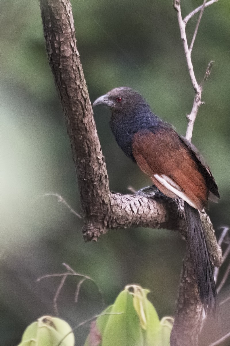 Greater Coucal - ML620478009