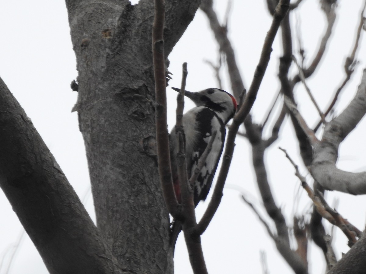 Syrian Woodpecker - ML620478011