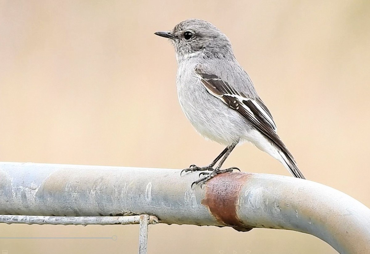 Hooded Robin - ML620478016