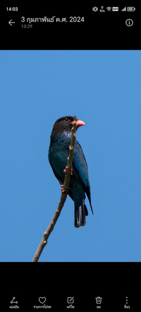 Dollarbird - ML620478020