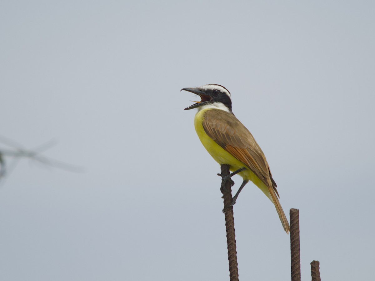 Great Kiskadee - ML620478028