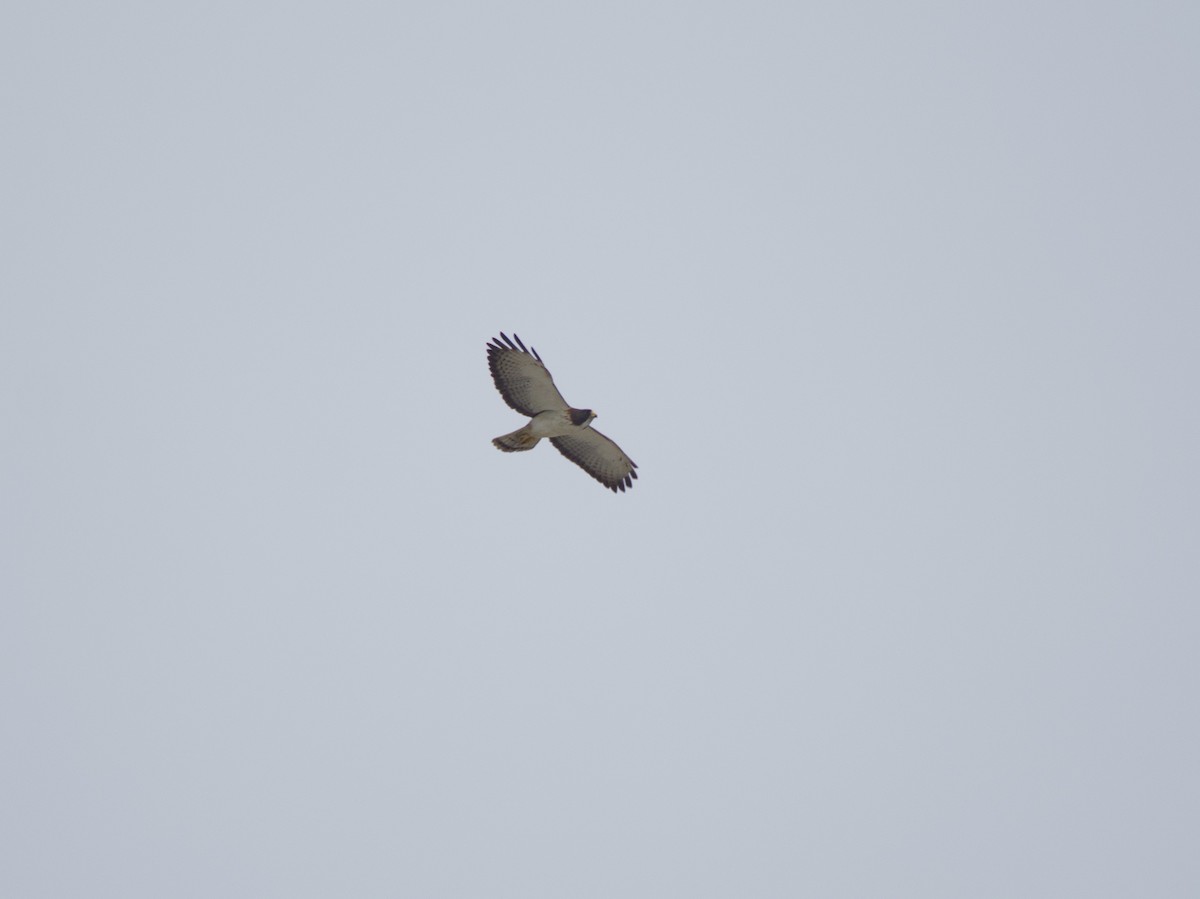 White-tailed Hawk - ML620478029