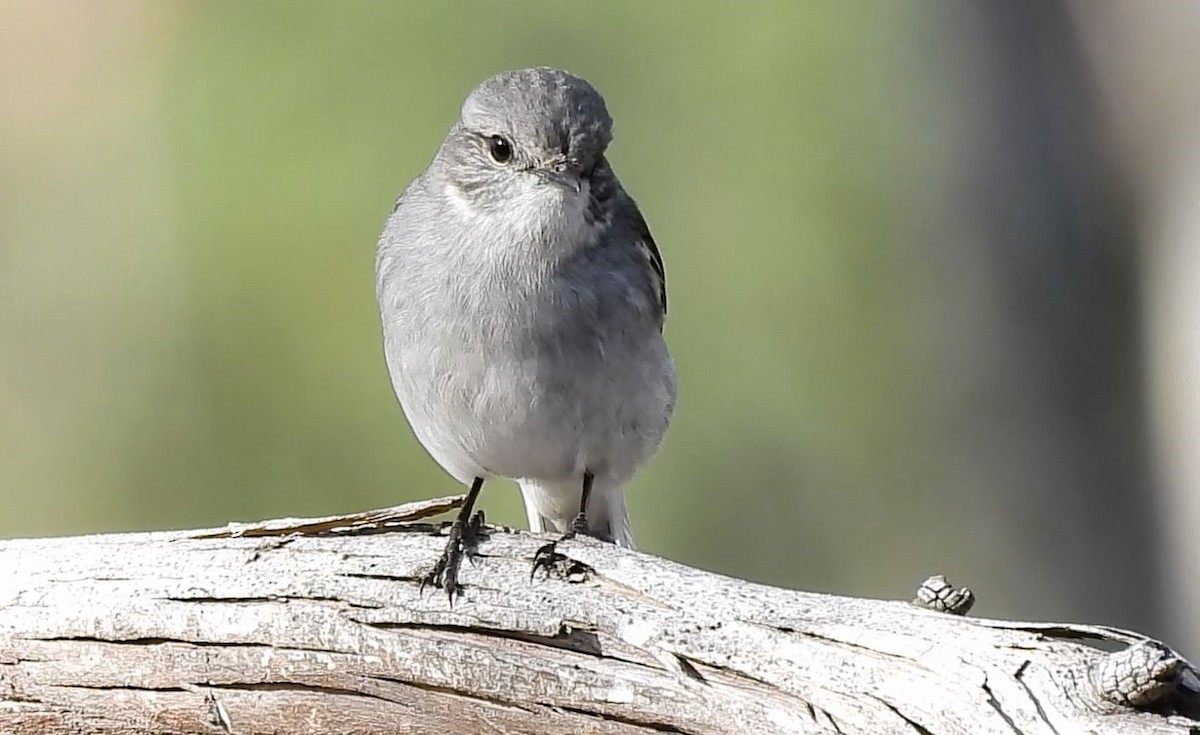 Hooded Robin - ML620478032