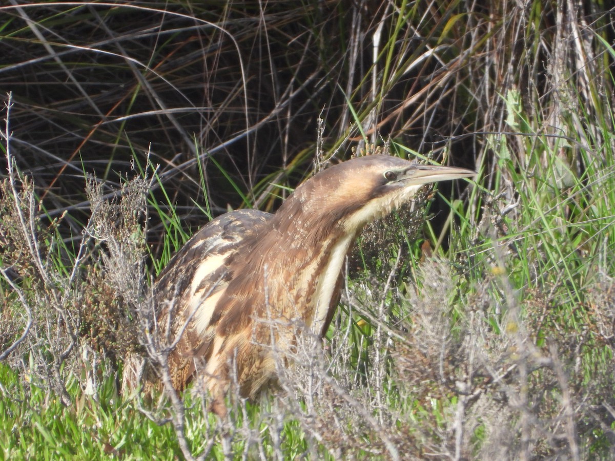 Australasian Bittern - ML620478034