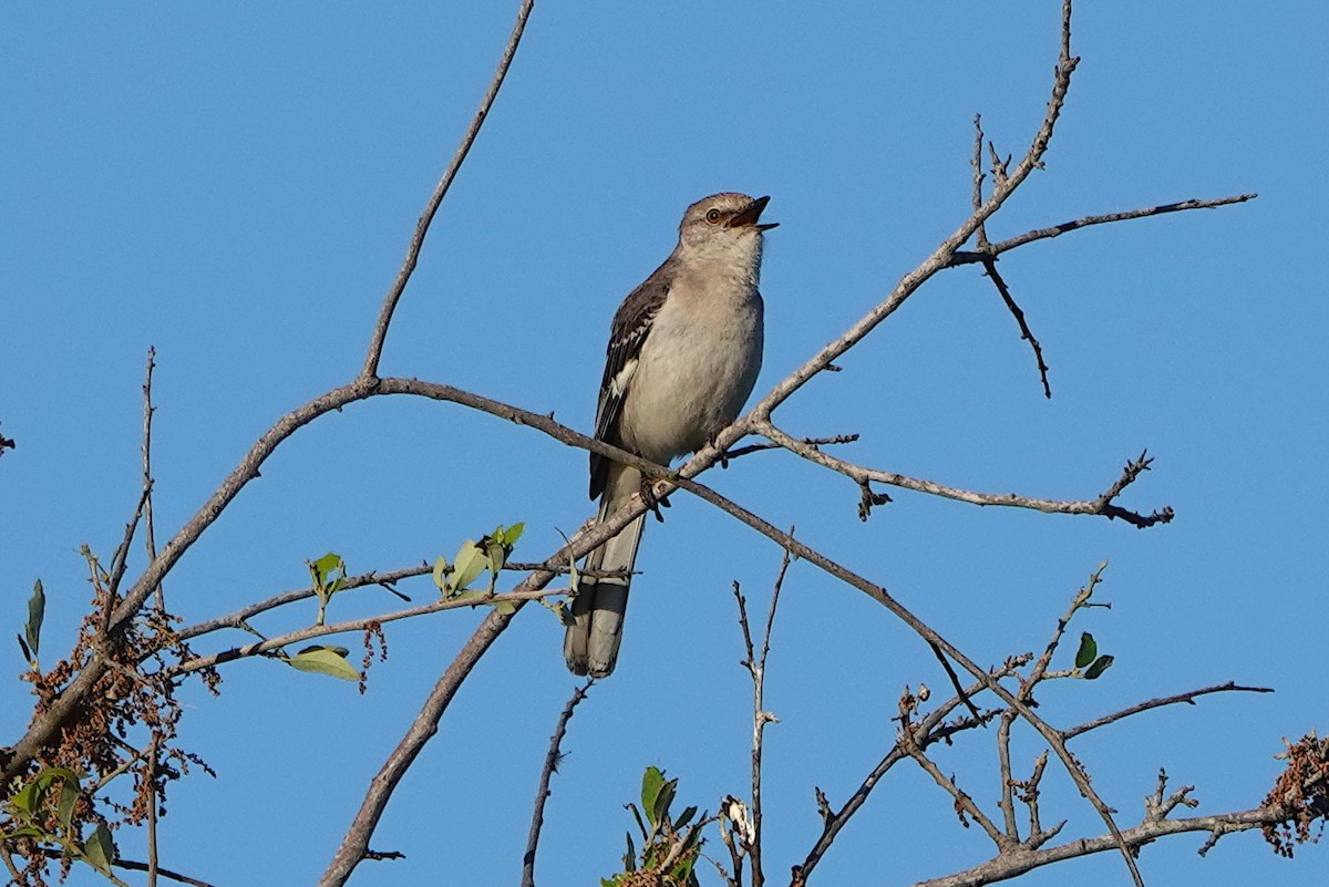 Northern Mockingbird - ML620478037