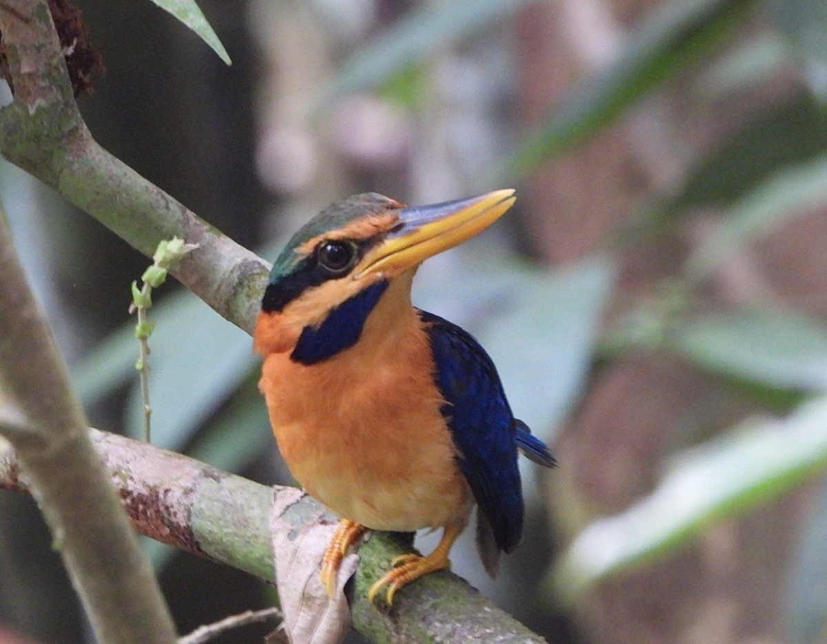 Rufous-collared Kingfisher - ML620478038