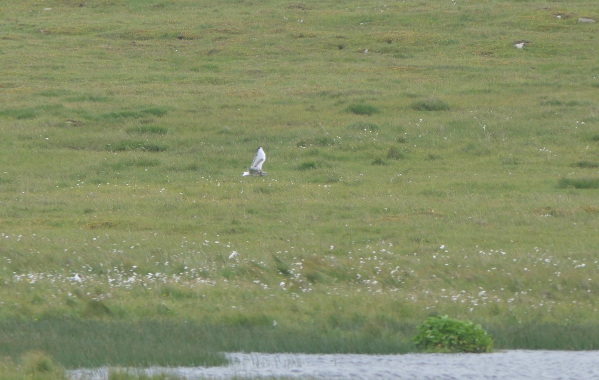 Mouette rieuse - ML620478039