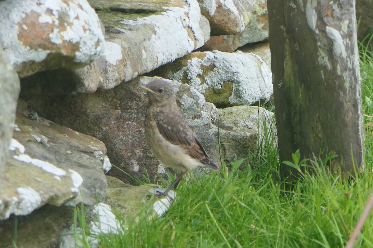 Northern Wheatear - ML620478041