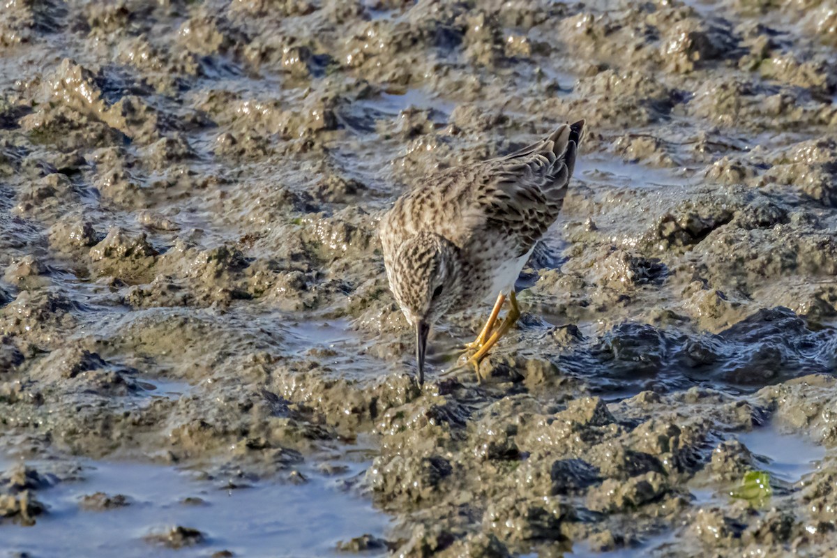 Least Sandpiper - Bob Church