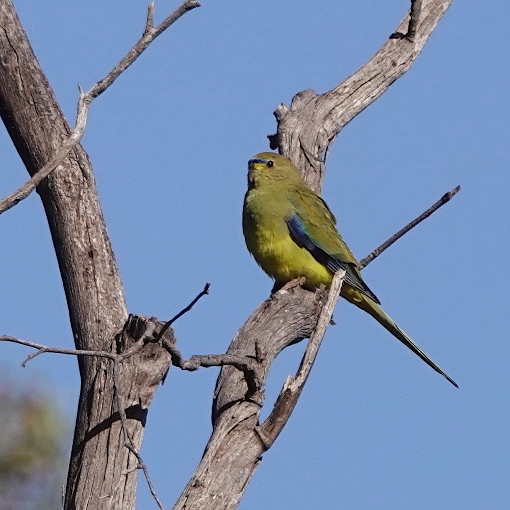 Elegant Parrot - ML620478050