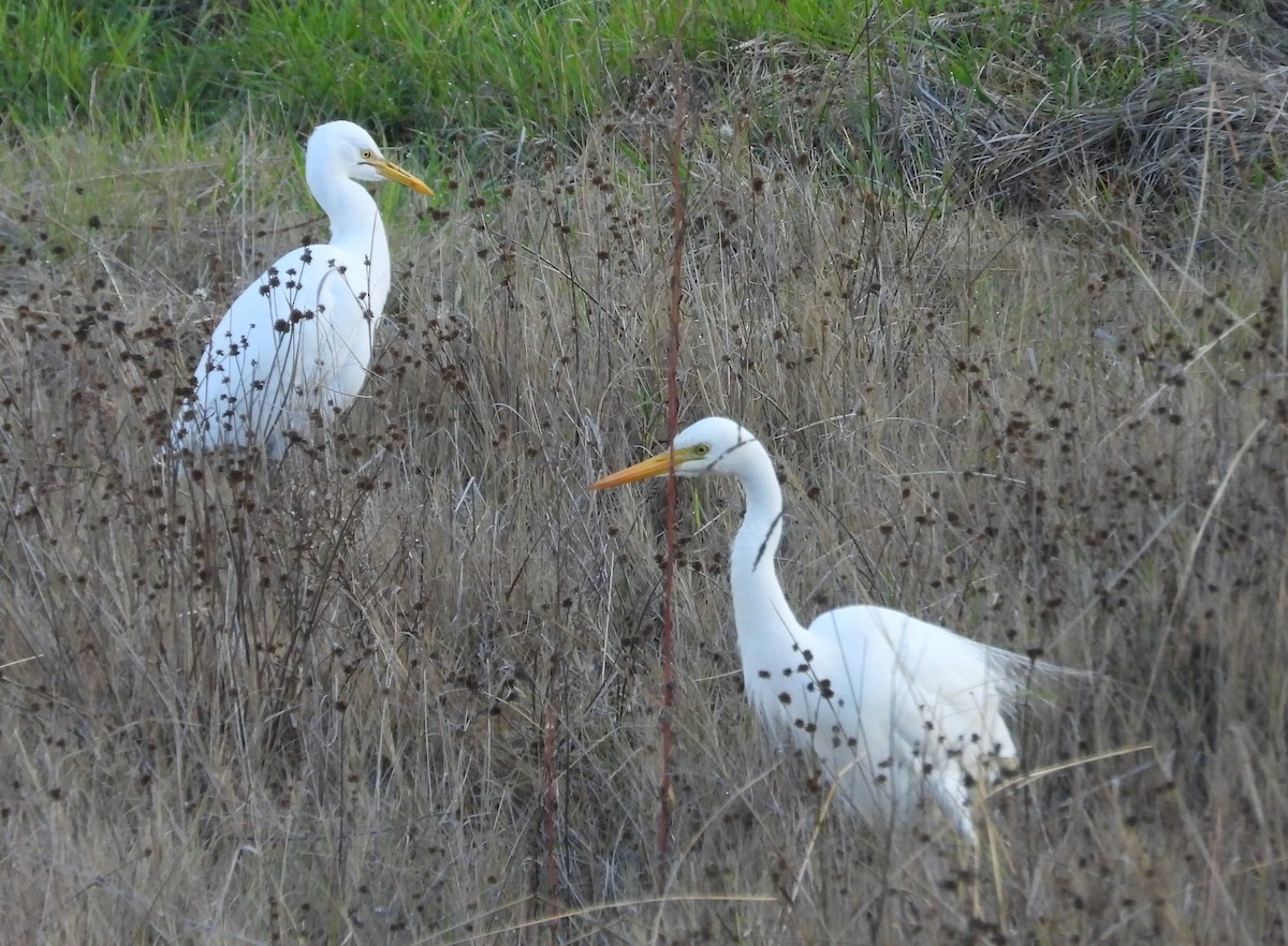 Plumed Egret - ML620478058