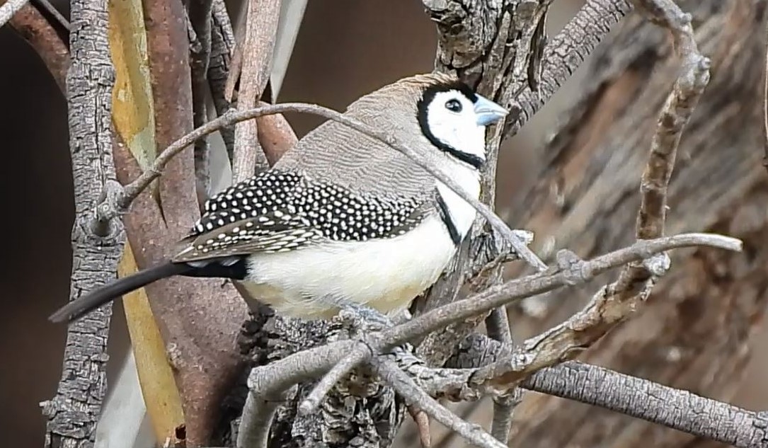 Double-barred Finch - ML620478059