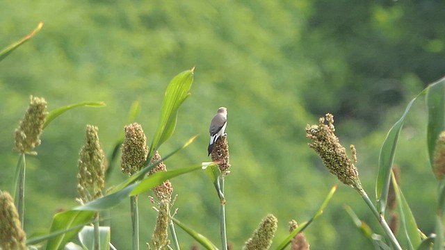 Indian Silverbill - ML620478061