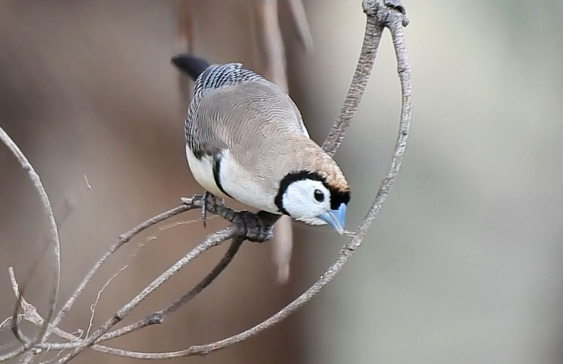 Double-barred Finch - ML620478062