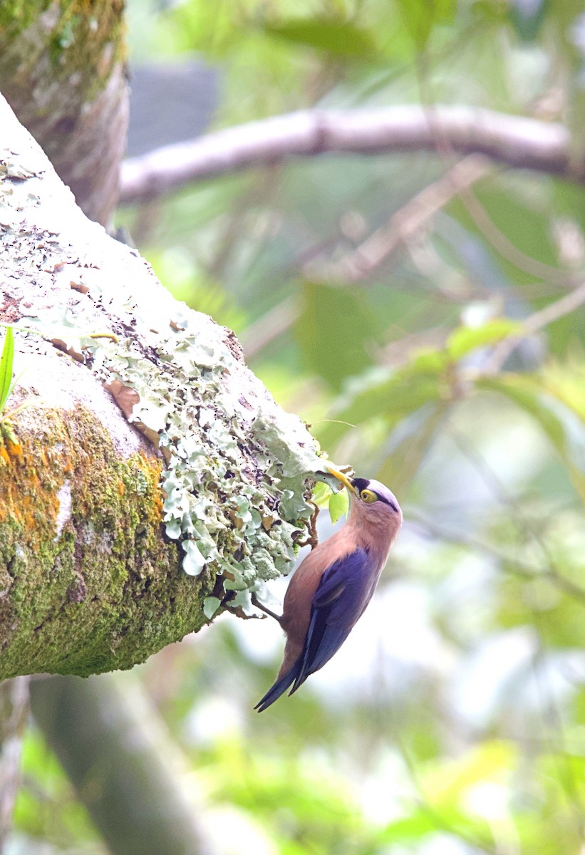 Sulphur-billed Nuthatch - ML620478065