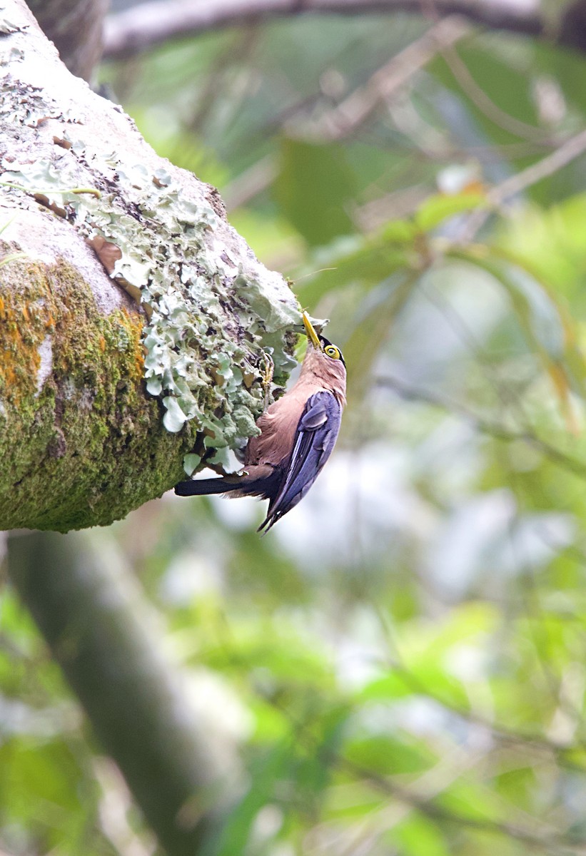 Sulphur-billed Nuthatch - ML620478066