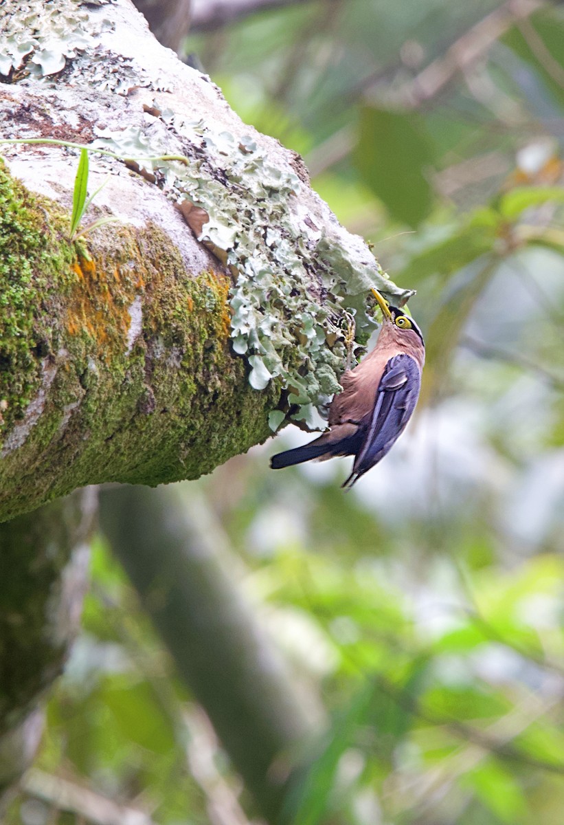 Sulphur-billed Nuthatch - ML620478068