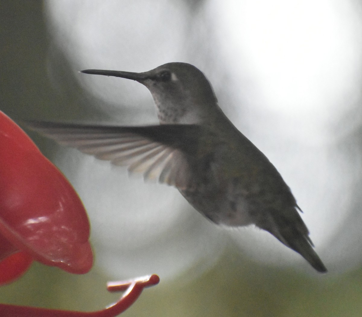 rødmaskekolibri - ML620478070