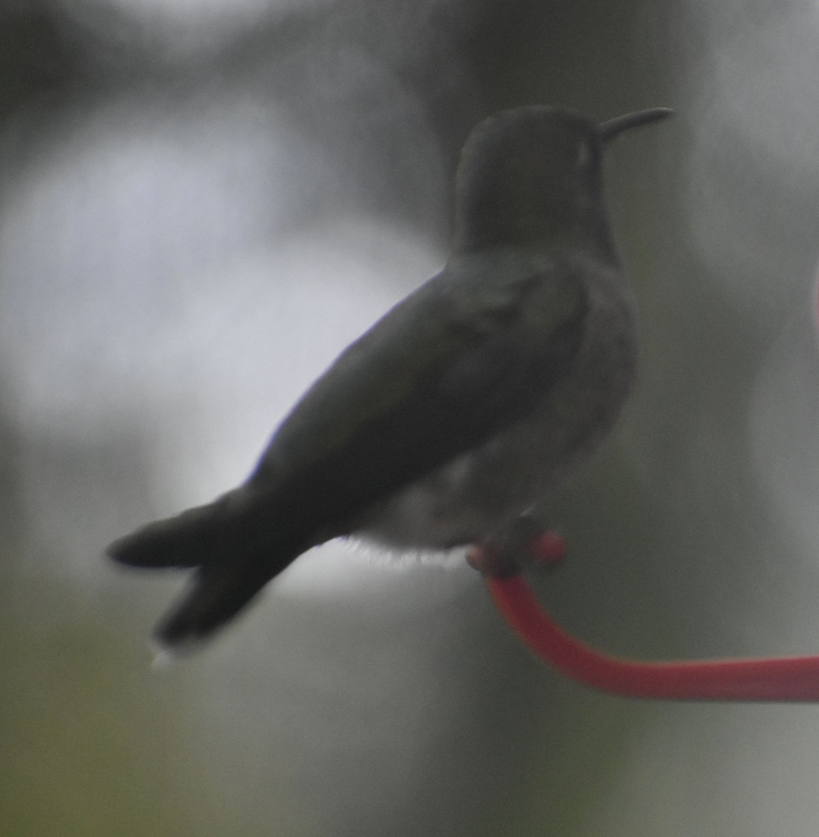 Anna's Hummingbird - ML620478074