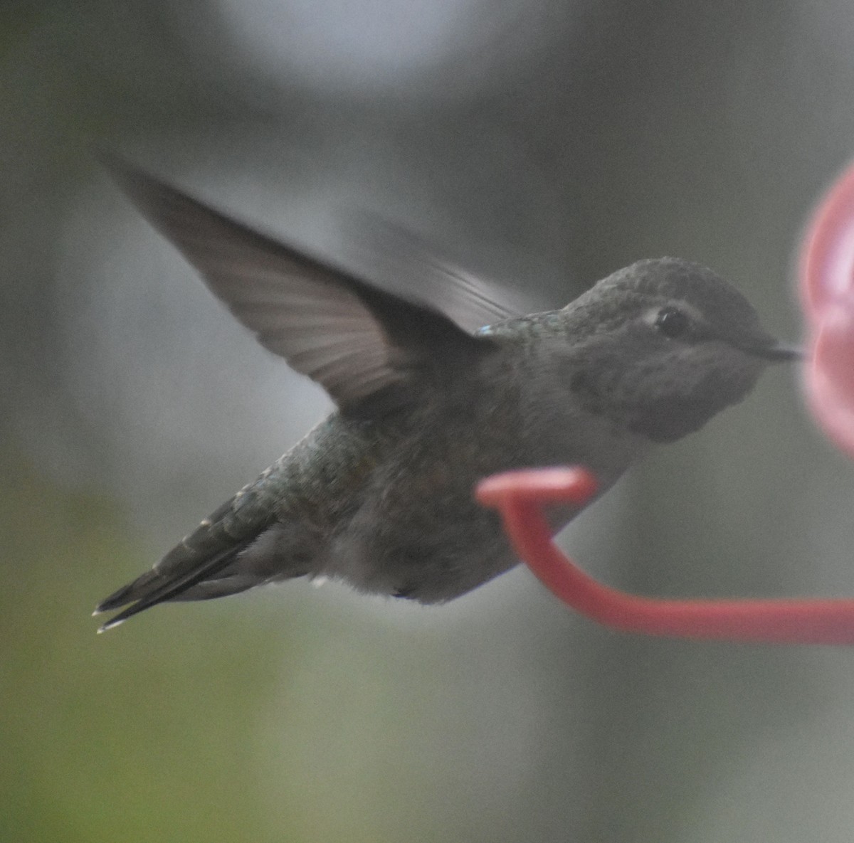 Anna's Hummingbird - ML620478075
