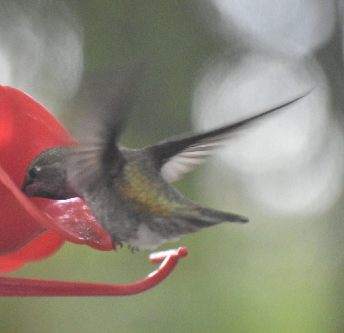 Anna's Hummingbird - ML620478076