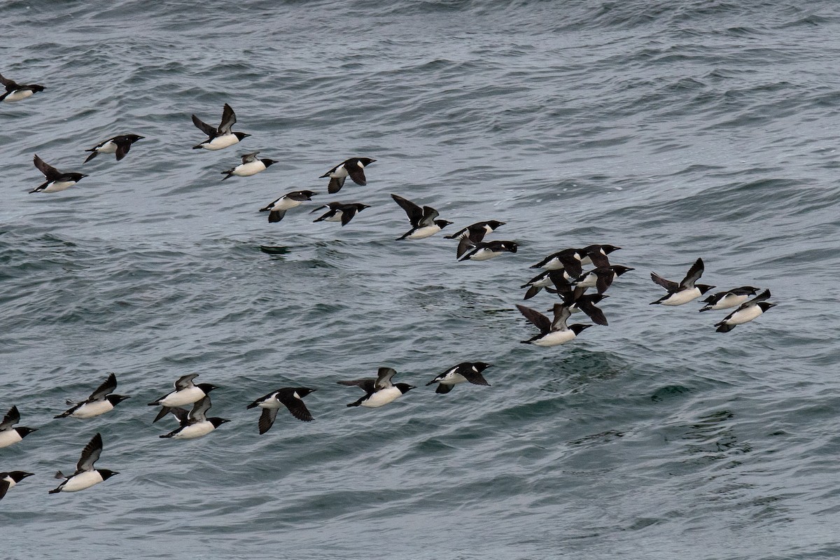 Thick-billed Murre - ML620478077