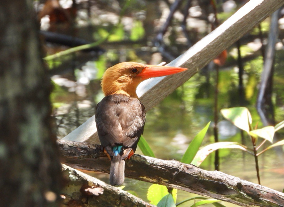 Brown-winged Kingfisher - ML620478084